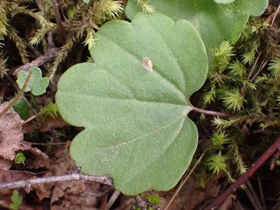 Cardamine nuttallii