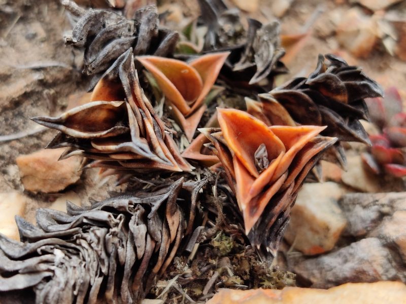 Haworthiopsis viscosa, photographed by Andrew Childs