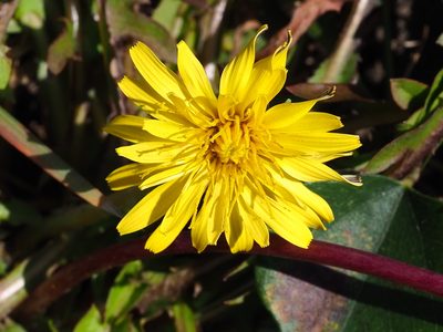 Taraxacum formosanum, photographed by 葉子