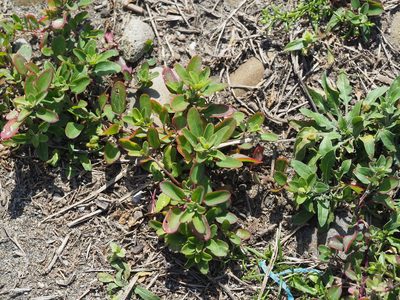 Chenopodium acuminatum, photographed by 葉子