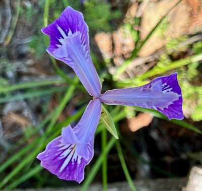Iris tenax, photographed by Judi Sanders