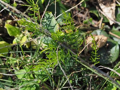 Asparagus cochinchinensis, photographed by 葉子