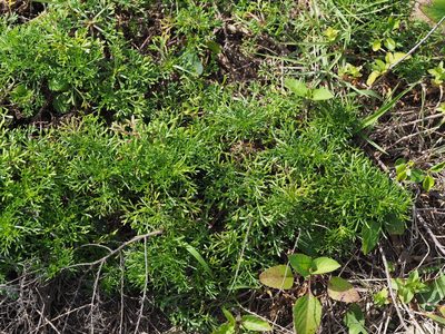 Artemisia capillaris, photographed by 葉子