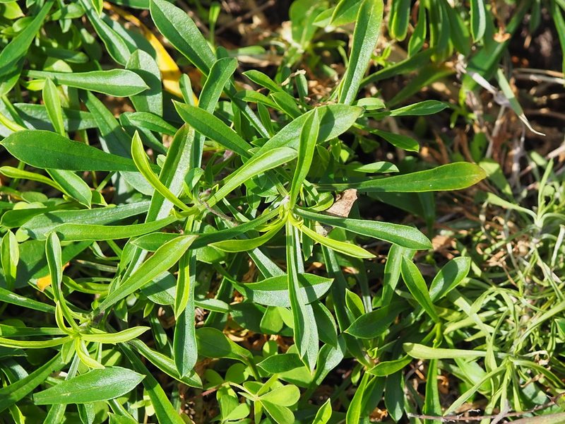 Silene fissipetala, photographed by 葉子
