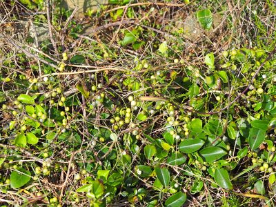 Asparagus cochinchinensis, photographed by 葉子