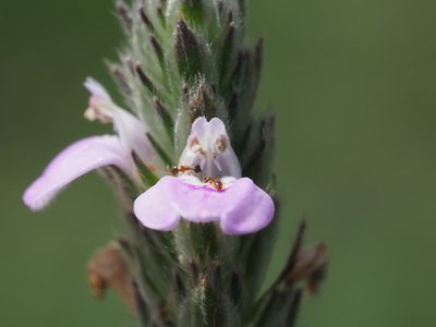 Justicia procumbens, photographed by 葉子
