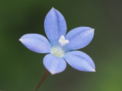 Wahlenbergia marginata, photographed by 葉子