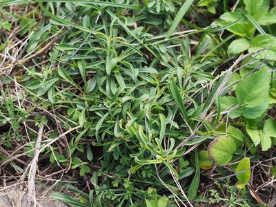 Silene fissipetala, photographed by 葉子