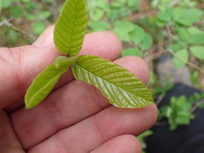 Frangula purshiana, photographed by Shane Johnson
