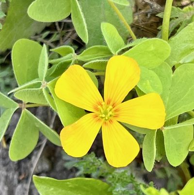 Oxalis suksdorfii, photographed by Judi Sanders