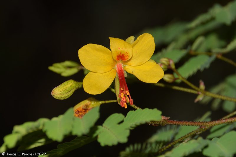 Arquita mimosifolia, photographed by Tomás Carranza Perales