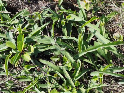 Ixeris japonica, photographed by 葉子