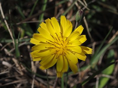 Taraxacum formosanum, photographed by 葉子