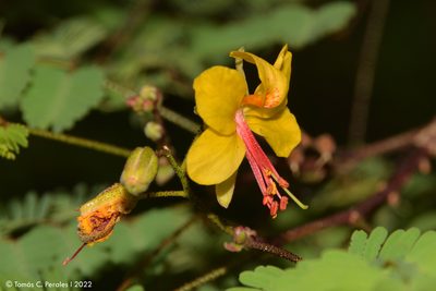 Arquita mimosifolia, photographed by Tomás Carranza Perales