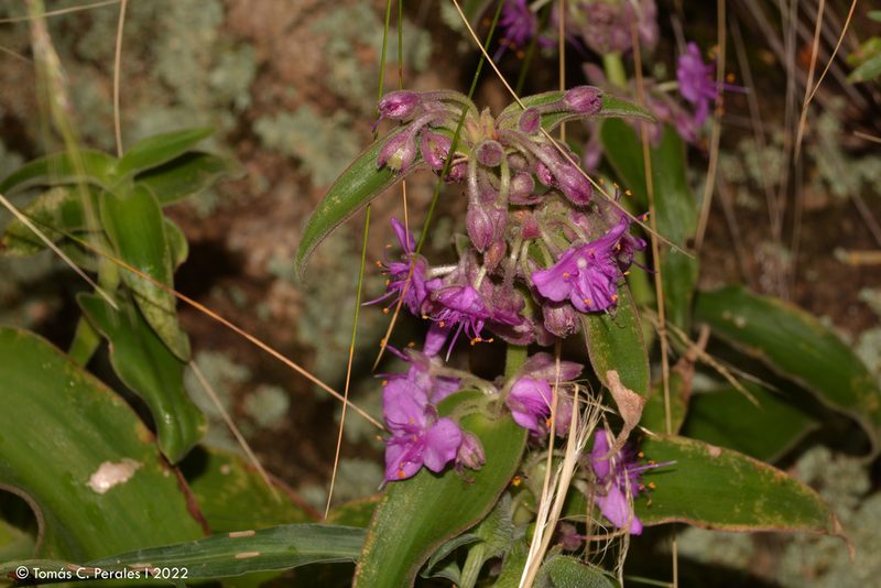 Tradescantia boliviana, photographed by Tomás Carranza Perales