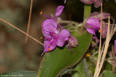 Tradescantia boliviana, photographed by Tomás Carranza Perales