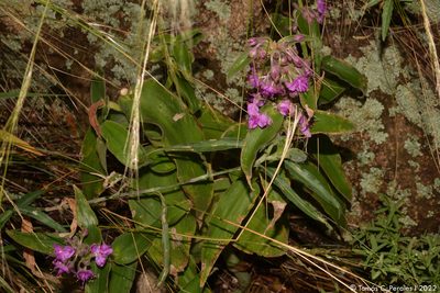 Tradescantia boliviana, photographed by Tomás Carranza Perales