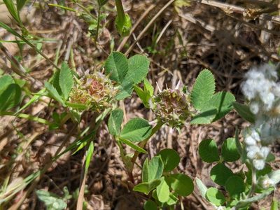 Trifolium glomeratum, photographed by Ken-ichi Ueda
