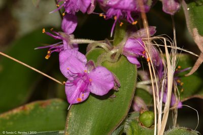 Tradescantia boliviana, photographed by Tomás Carranza Perales