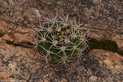 Gymnocalycium mostii, photographed by Tomás Carranza Perales
