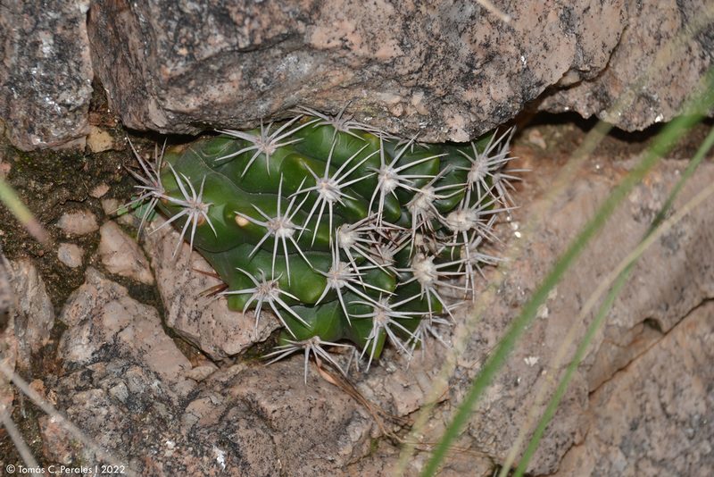 Gymnocalycium mostii, photographed by Tomás Carranza Perales