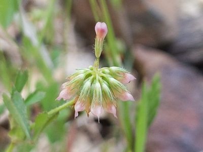 Trifolium bifidum