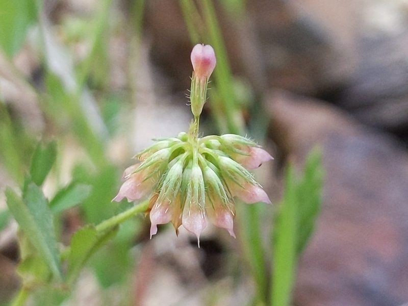Trifolium bifidum, photographed by Ken-ichi Ueda