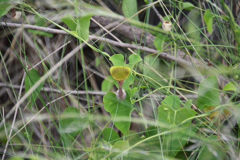 Aristolochia argentina, photographed by Tomás Carranza Perales