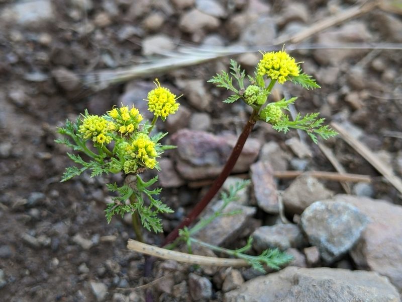 Sanicula tuberosa, photographed by Ken-ichi Ueda