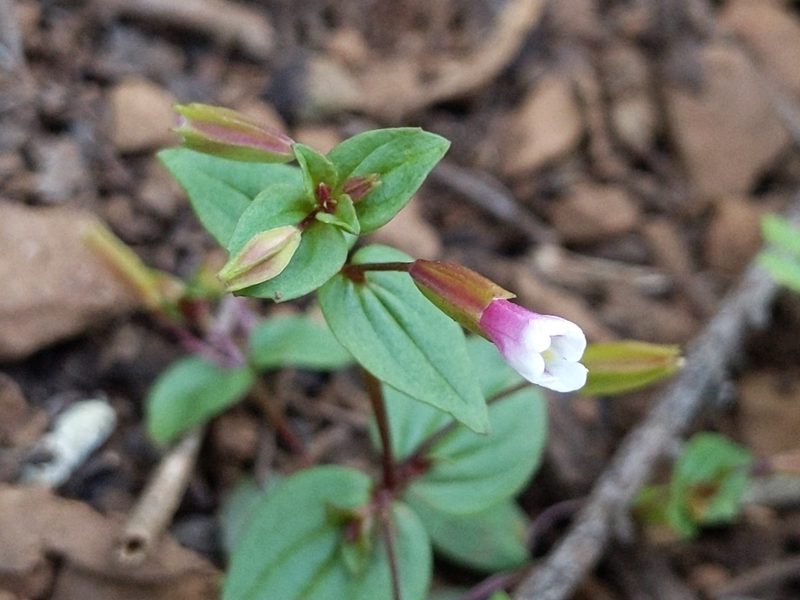 Erythranthe inconspicua, photographed by Ken-ichi Ueda