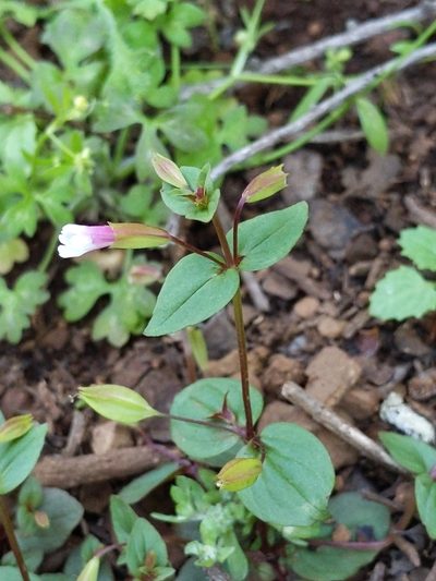Erythranthe inconspicua, photographed by Ken-ichi Ueda
