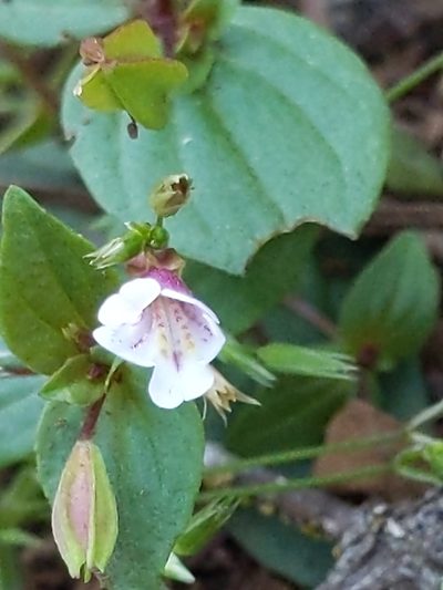 Erythranthe inconspicua, photographed by Ken-ichi Ueda