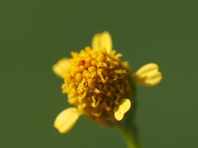 Acmella uliginosa, photographed by 葉子