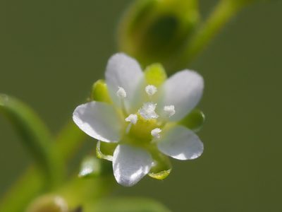 Sagina japonica, photographed by 葉子