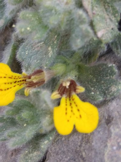 Ajuga bombycina, photographed by Ben Costamagna