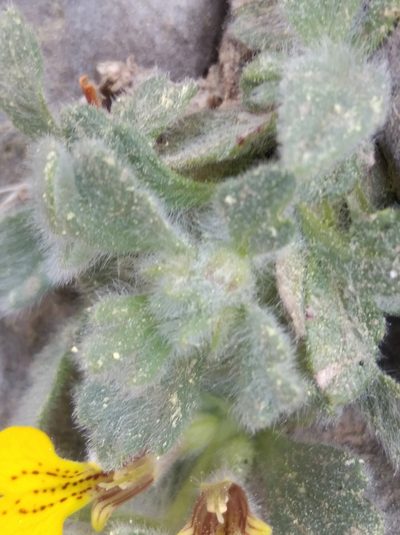 Ajuga bombycina, photographed by Ben Costamagna