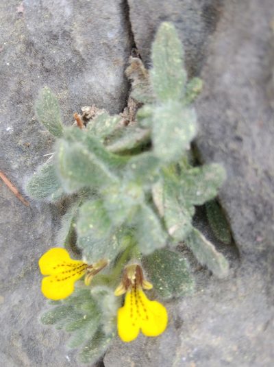 Ajuga bombycina, photographed by Ben Costamagna