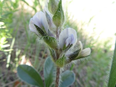 Pediomelum esculentum, photographed by dghjertaas