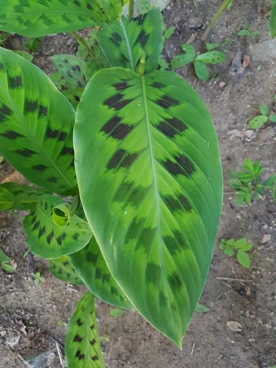 Goeppertia villosa, photographed by Iago Alves da Silva
