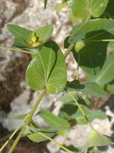 Euphorbia condylocarpa, photographed by Ben Costamagna