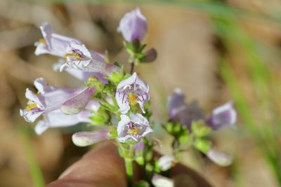 Penstemon laxiflorus, photographed by Michelle W. （鍾偉瑋）