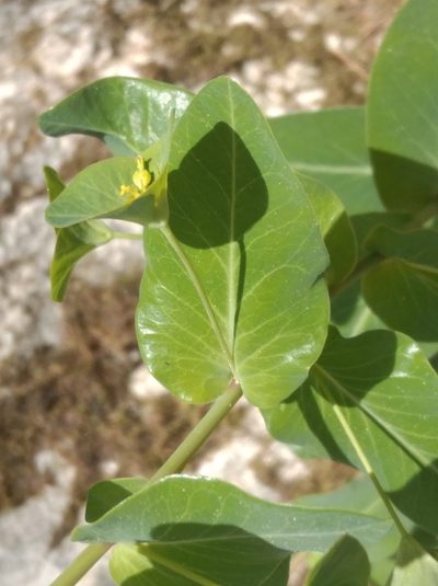 Euphorbia condylocarpa, photographed by Ben Costamagna