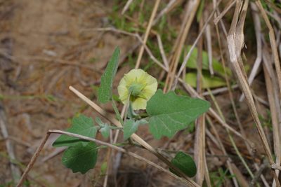 Physalis cinerascens, photographed by Michelle W. （鍾偉瑋）