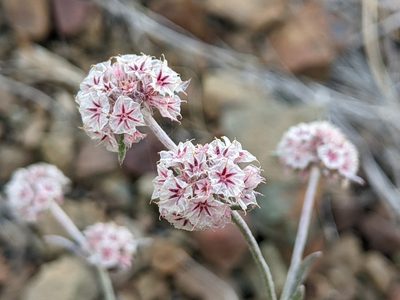 Chorizanthe membranacea, photographed by Ken-ichi Ueda