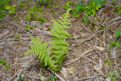 Woodsia obtusa, photographed by Michelle W. （鍾偉瑋）