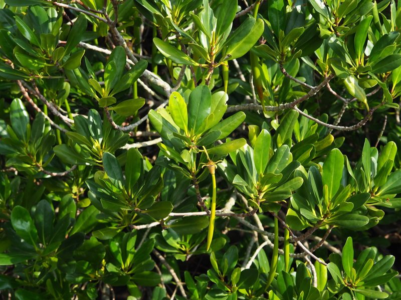 Kandelia obovata, photographed by 葉子
