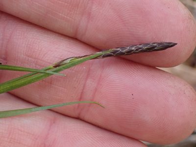 Carex inops, photographed by Shane Johnson