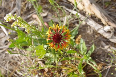 Gaillardia aestivalis, photographed by Michelle W. （鍾偉瑋）