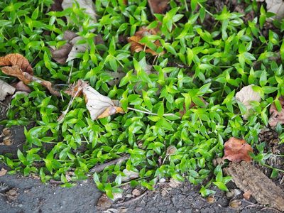 Callisia repens, photographed by 葉子