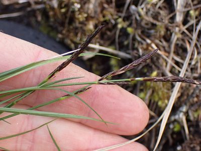 Carex inops, photographed by Shane Johnson